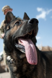 Protection dog Vinco has recently arrived in Afghanistan with his handler.